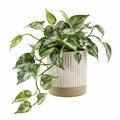 Pianta artificiale ricadente in vaso 48 cm verde e argento - foglie variegate per interni